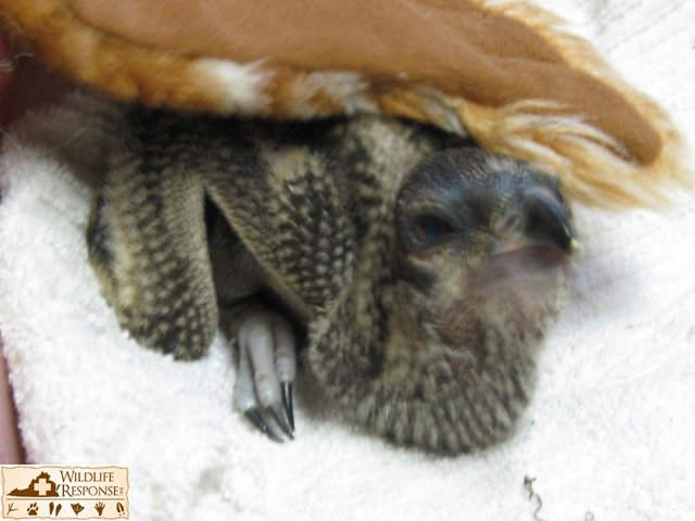 wildlife & Tattoo 032